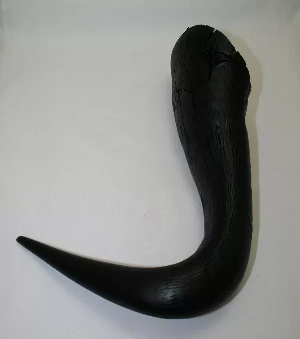 NB302AYA3 Wildebeest Whole Horn